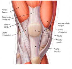 Knee Muscles