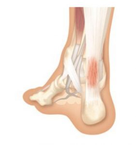 Podiatry and foot anatomy